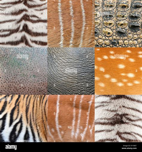 what is animal skin called